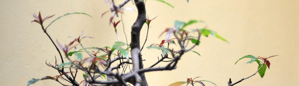 Arpolygo World Travels